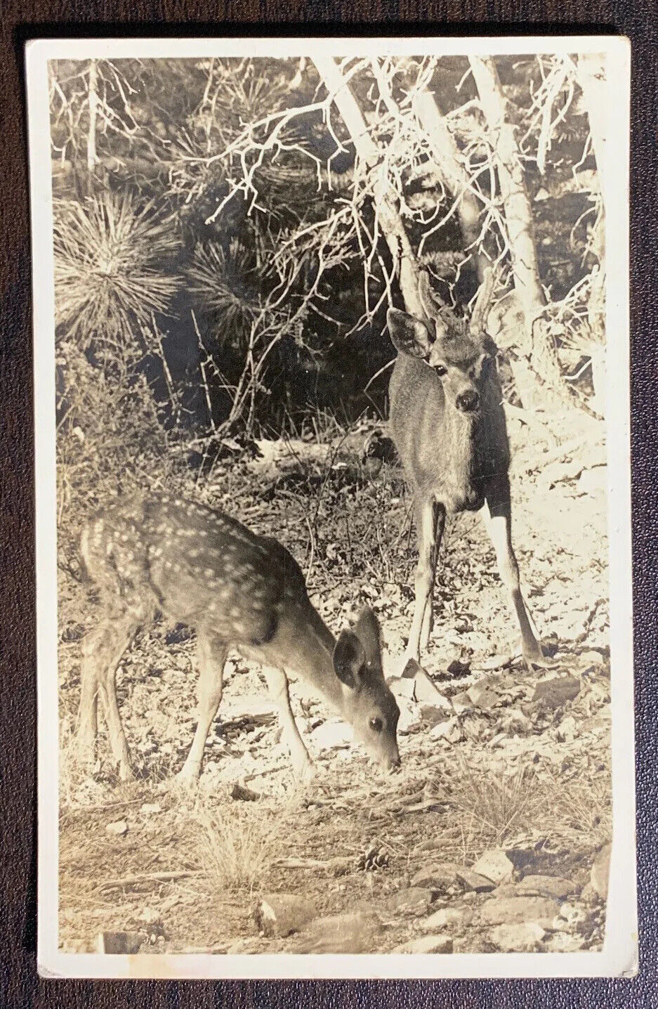 Postcard RPPC - Deer in The Woods