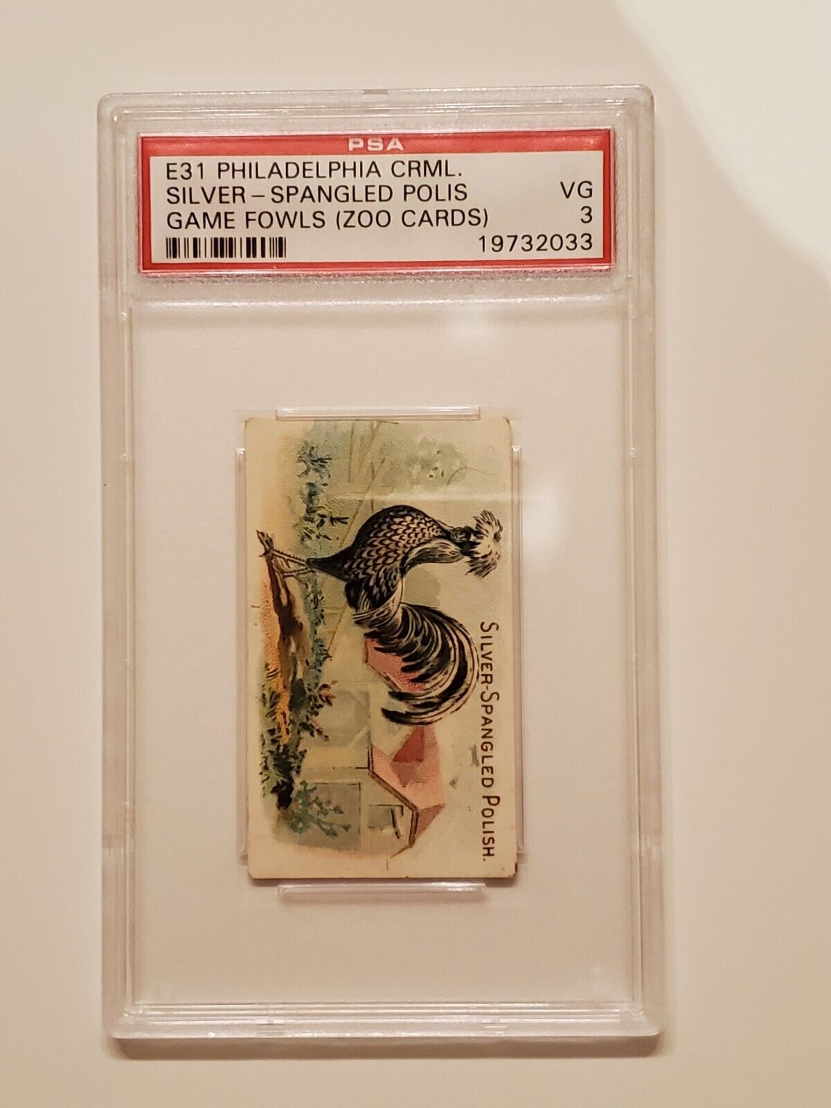 E31 Philadelphia, Zoo Cards, Game Fowl, 1907, Silver Spangled Polis, PSA 3 VG