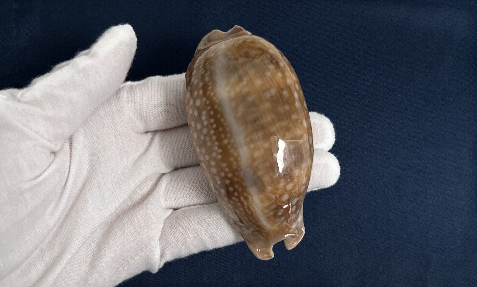 Cypraea cervinetta cervinetta, big size 89.2mm, 32g, cowrie seashell from Mexico