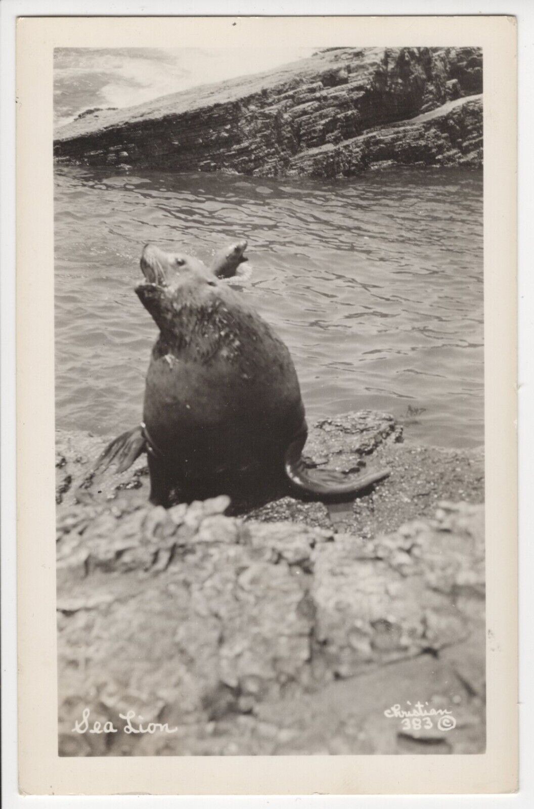 Sea Lion -  Posted 1953 Real Photo Postcard