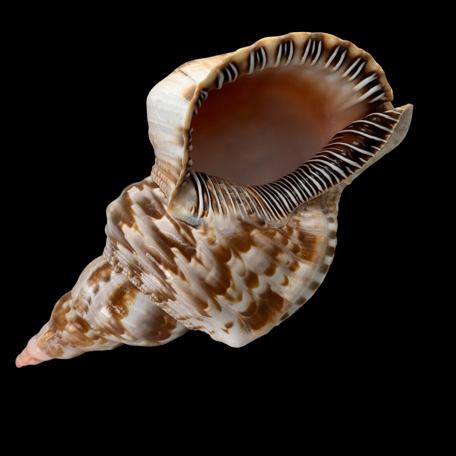 Large 10\'\' Pacific TRITON SHELL Seashell Perfect