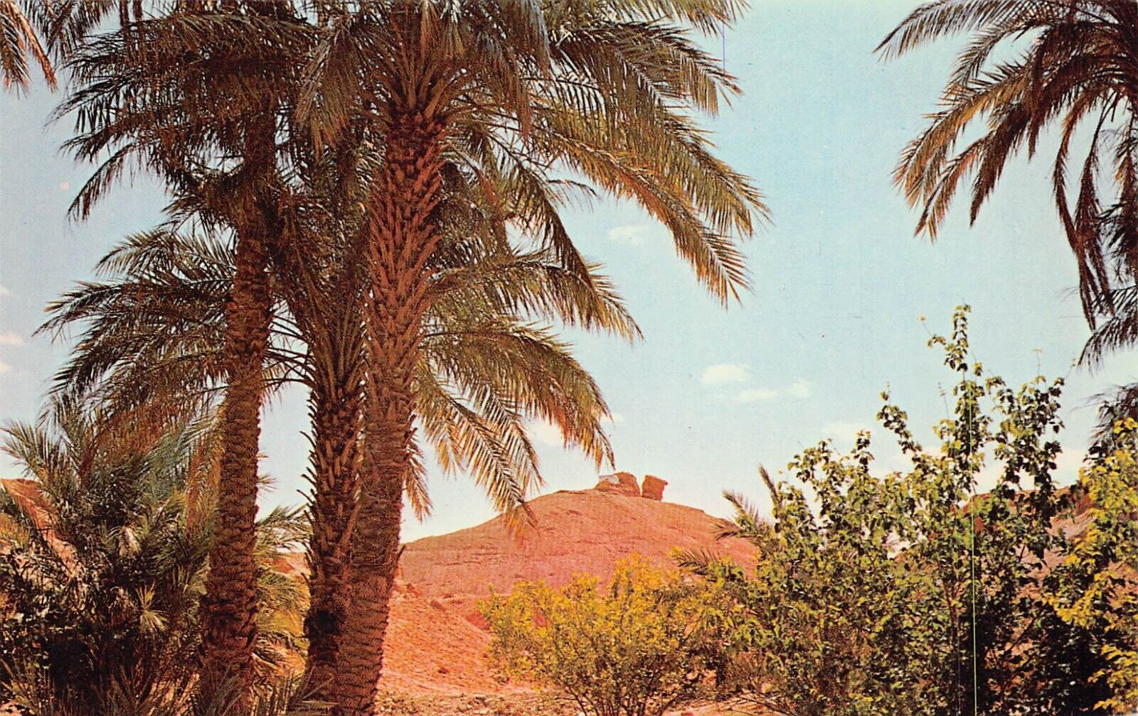 El Golea Menia Timbouzid Algeria Africa Grand Erg Occidental Vtg Postcard D3