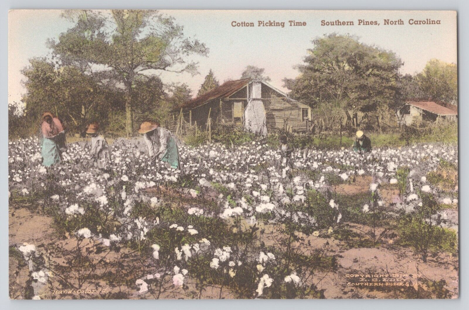Postcard North Carolina Southern Pines Cotton Picking Time Hand Colored Vintage