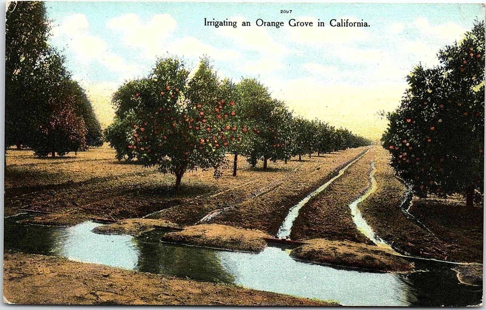 c1910 CALIFORNIA IRRIGATING AN ORANGE GROVE POSTCARD 41-64