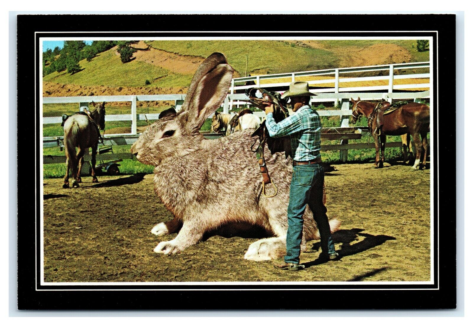 Postcard Saddling Up Big Jack - Exaggerated Jack Rabbit, Ranch Cowboy K71 #2