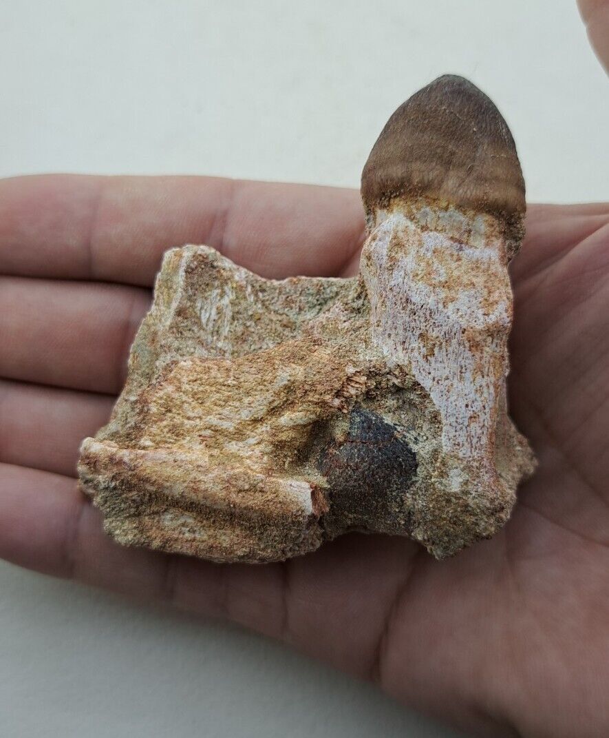 2.3 Globidens Mosasaur Fossil Teeth Jaw Bone Cretaceous Dinosaur Era Tooth COA