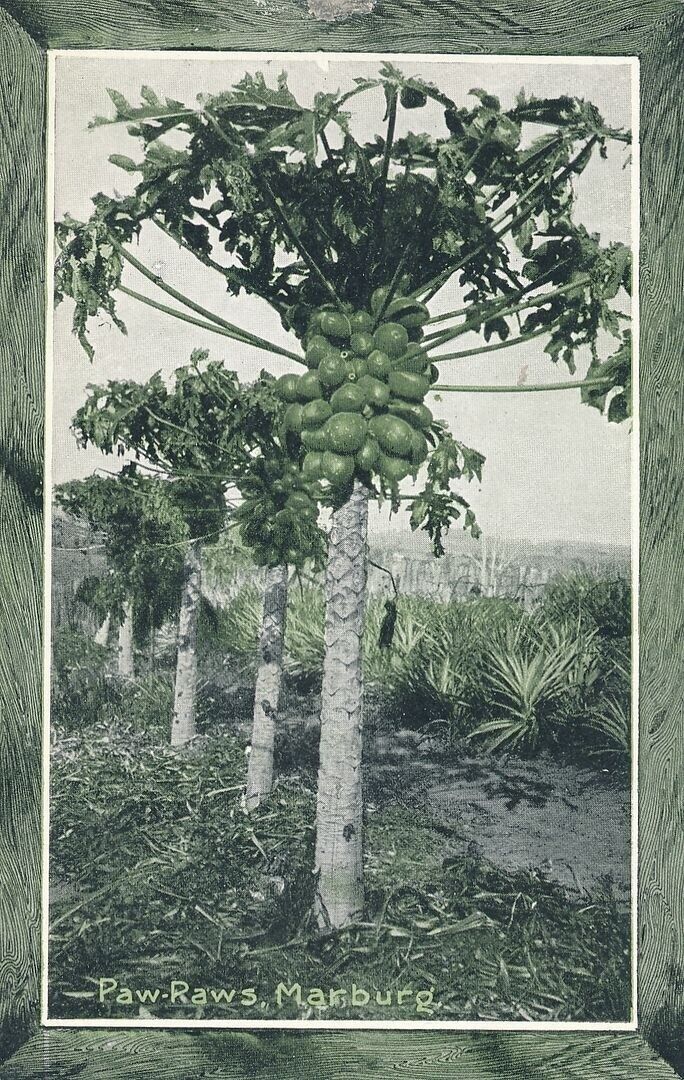 MARBURG - Paw-Paws Australia 1915 Panama-Pacific Exposition Postcard