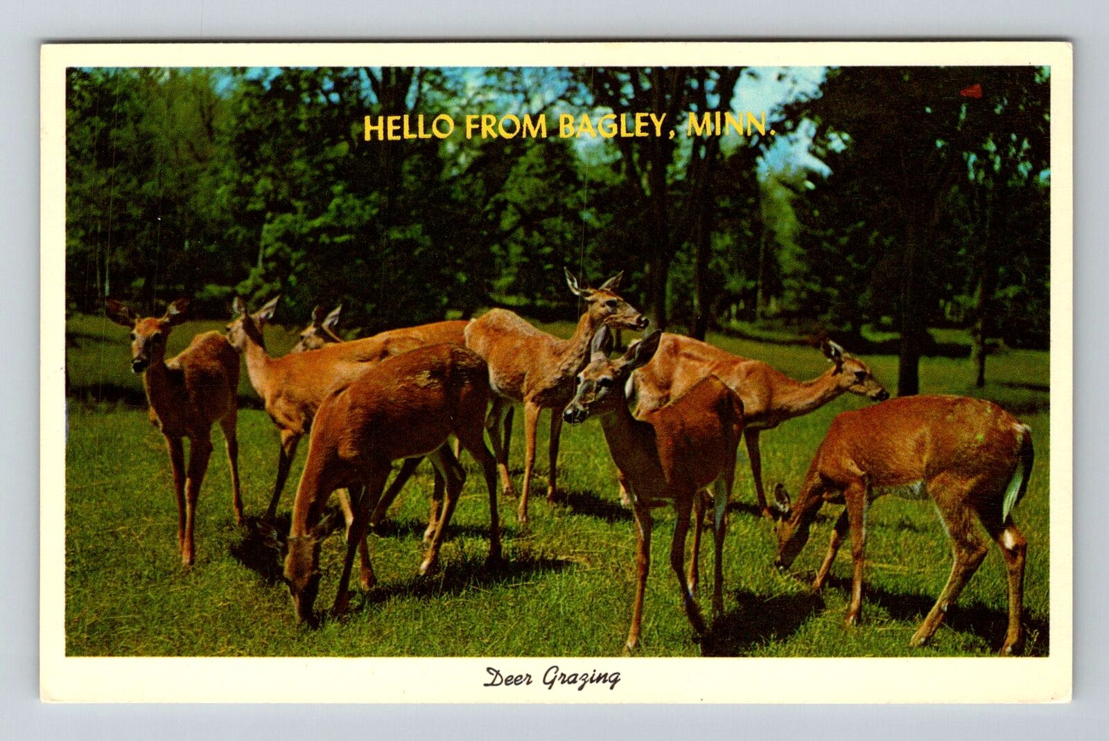 Bagley MN-Minnesota, General Greetings, Deer Grazing, Vintage Postcard