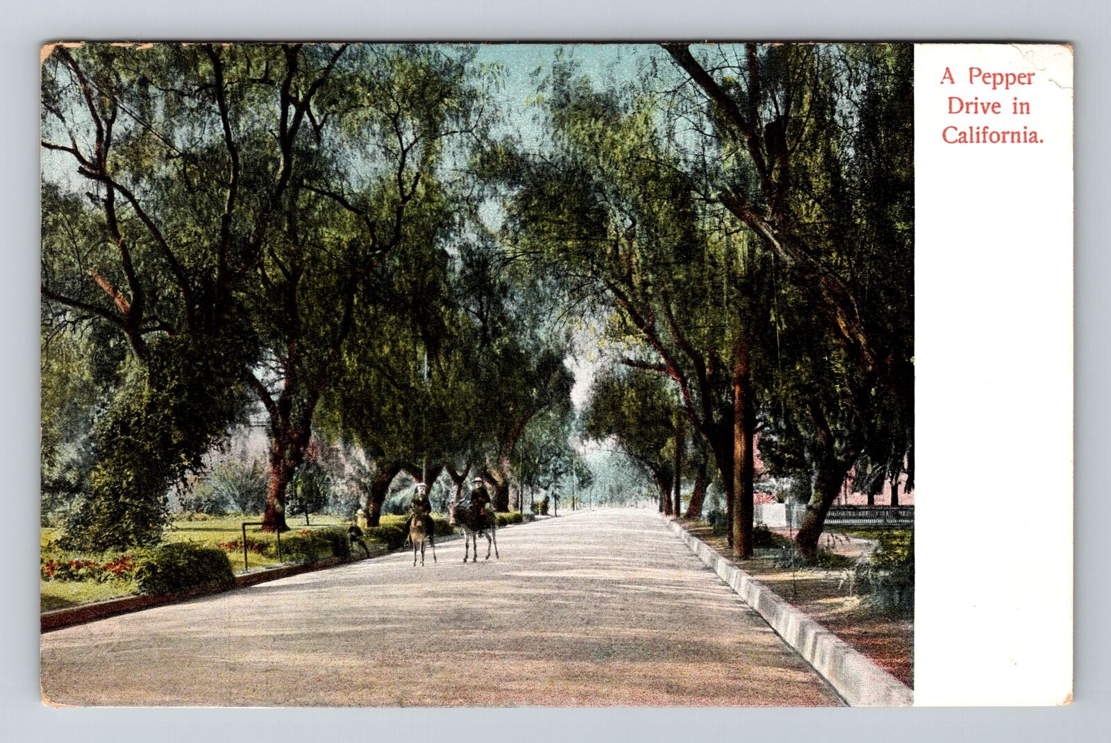 CA-California, A Pepper Drive, Antique Vintage Souvenir Postcard