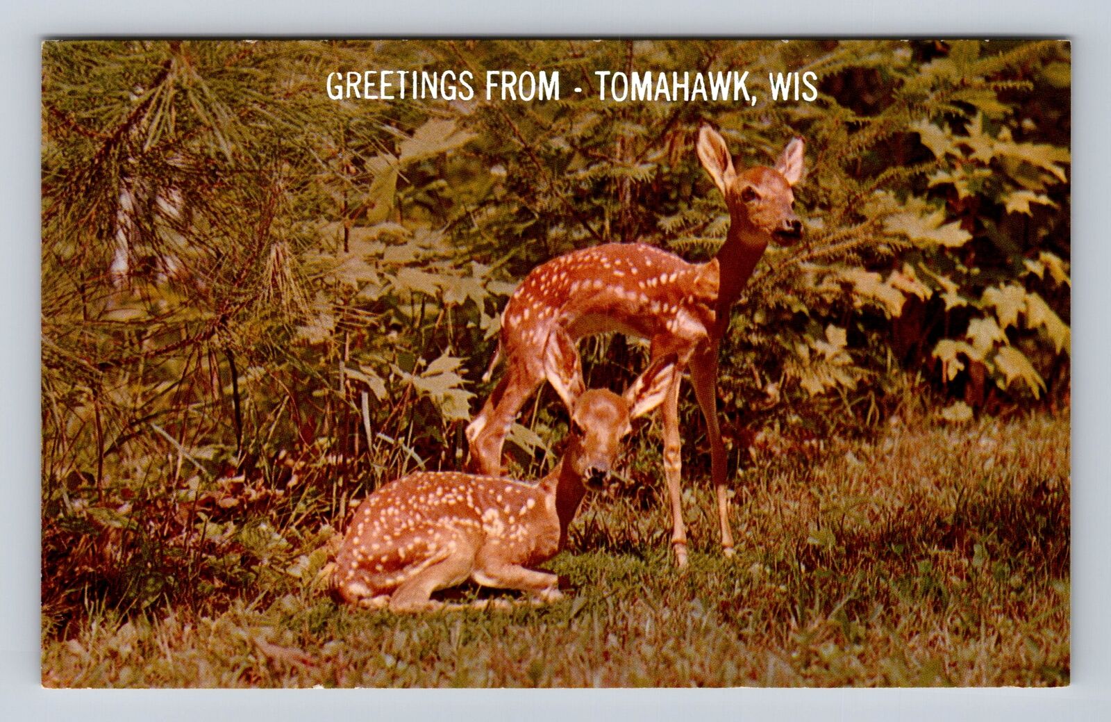 Tomahawk WI-Wisconsin, Greetings, Fawn Twins, Deer, Vintage Souvenir Postcard