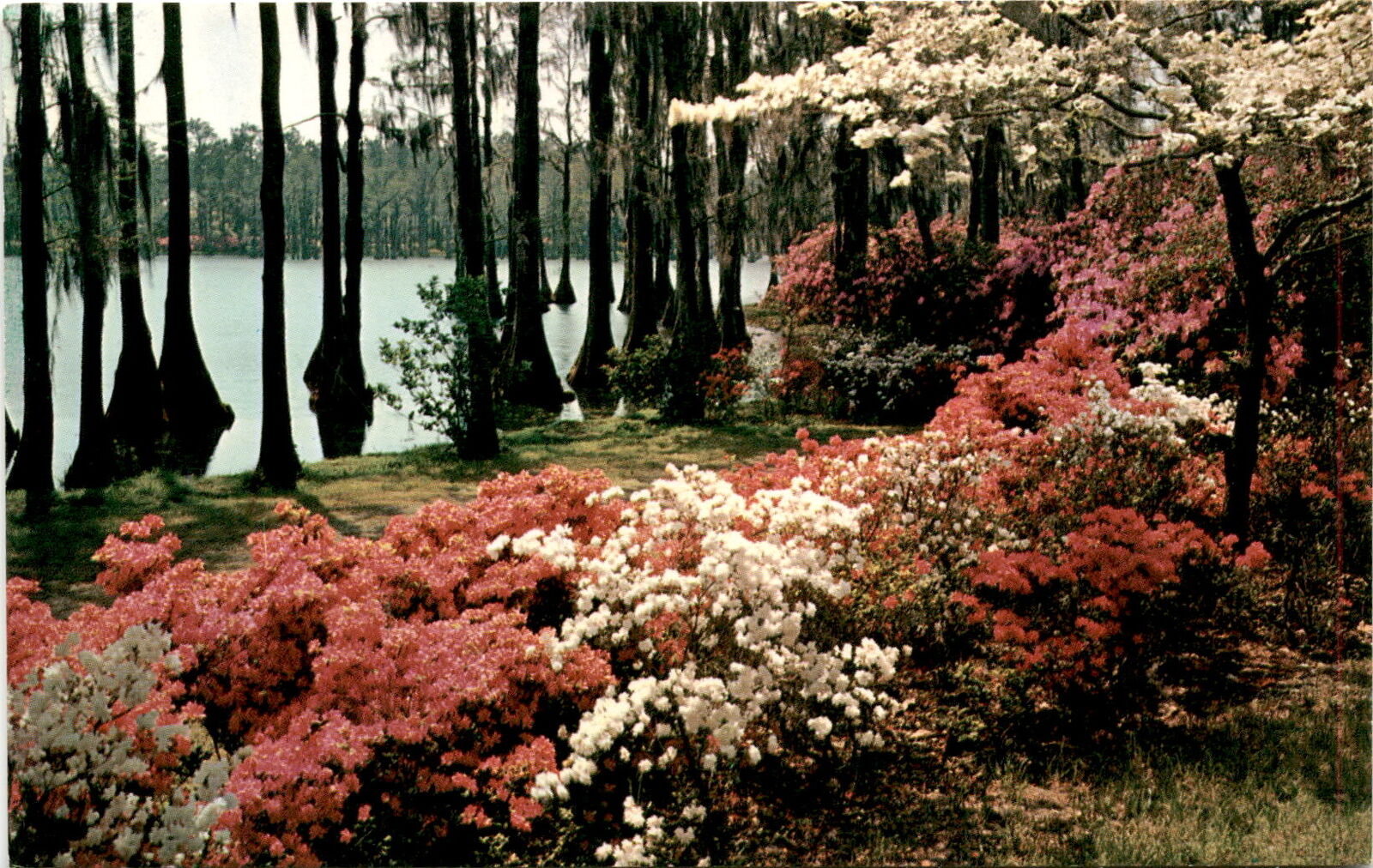Spring Beauty in Kidron, Ohio - Vintage Postcard