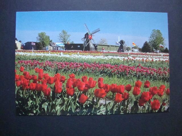 Railfans2 879) Postcard, Holland Michigan, Two Veldheer\'s Tulip Fields Windmills