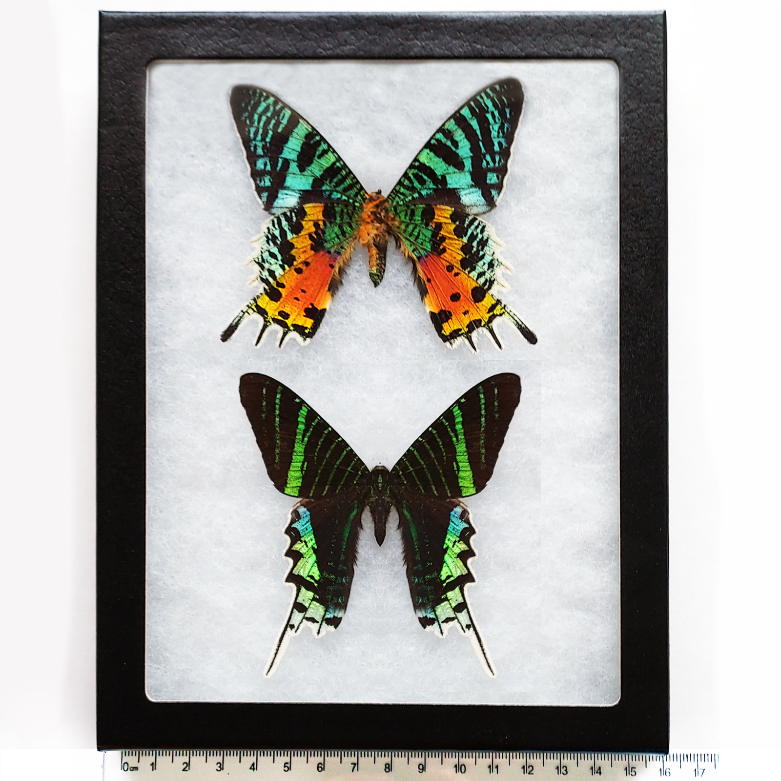 Urania ripheus Urania leilus framed day flying moths