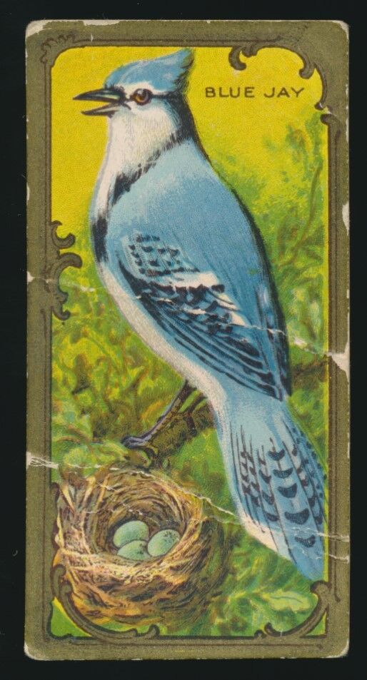 1910 E226 Lowney\'s Chocolate BIRD SERIES -Blue Jay