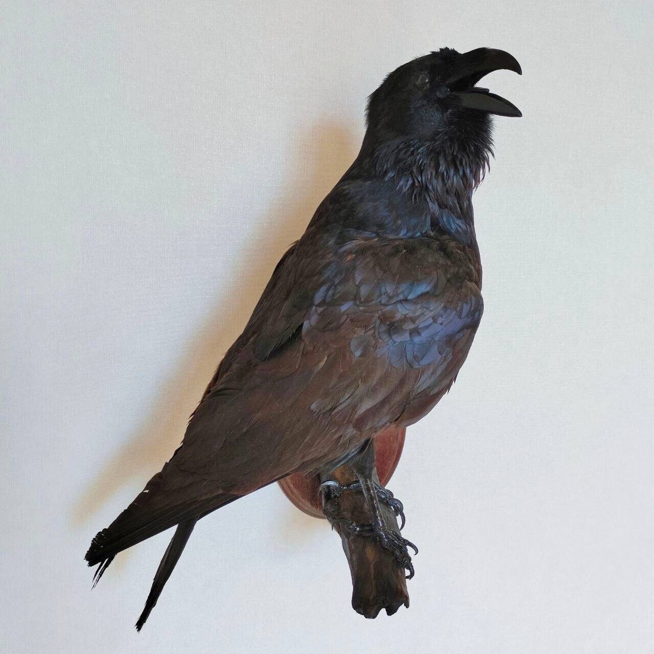 Raven Taxidermy Bird Real Stuffed mount Animal Gothic Tattoo Driftwood