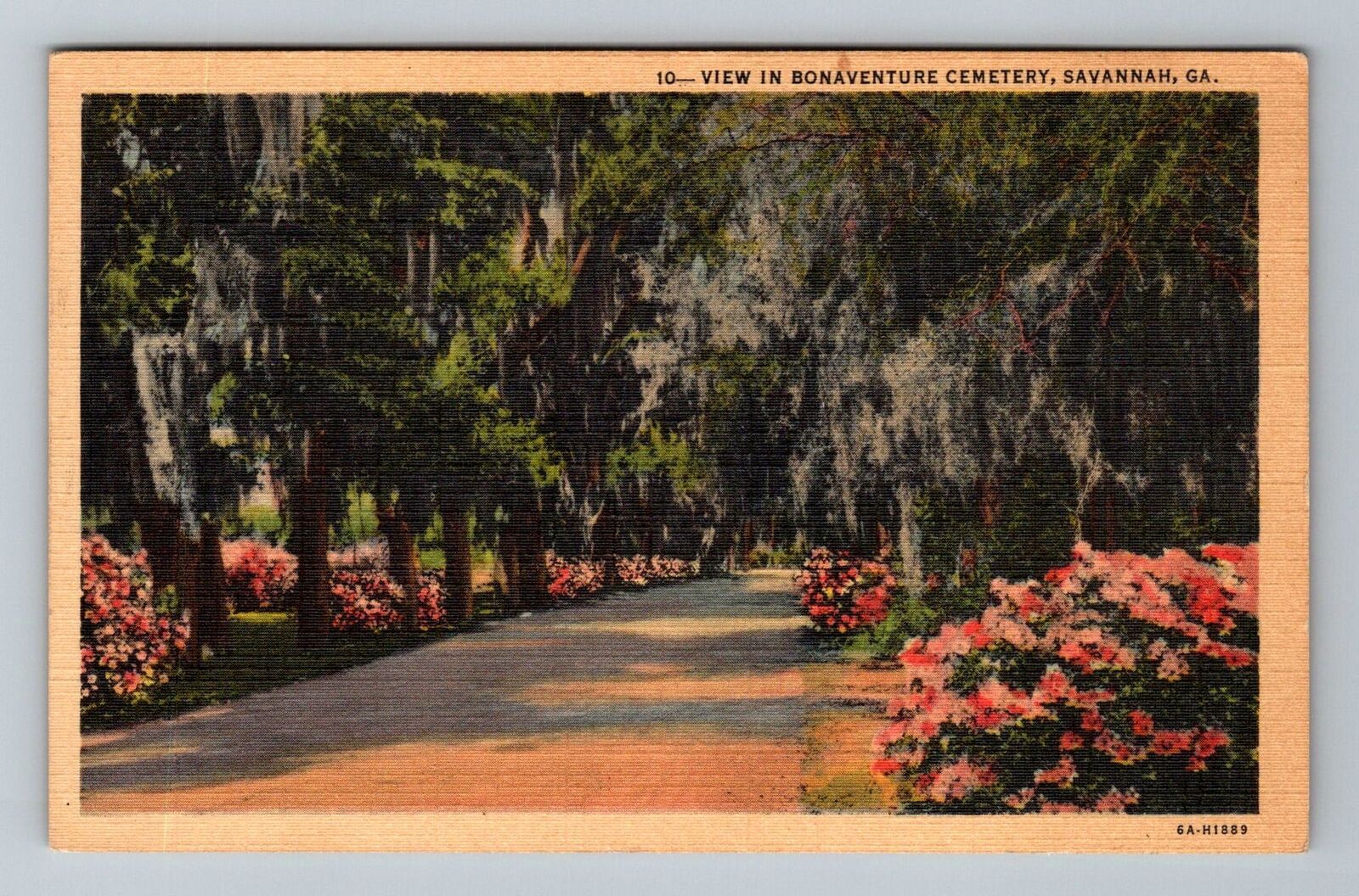 Savannah GA-Georgia Bonaventure Cemetery Moss Trees Vintage c1948 Postcard