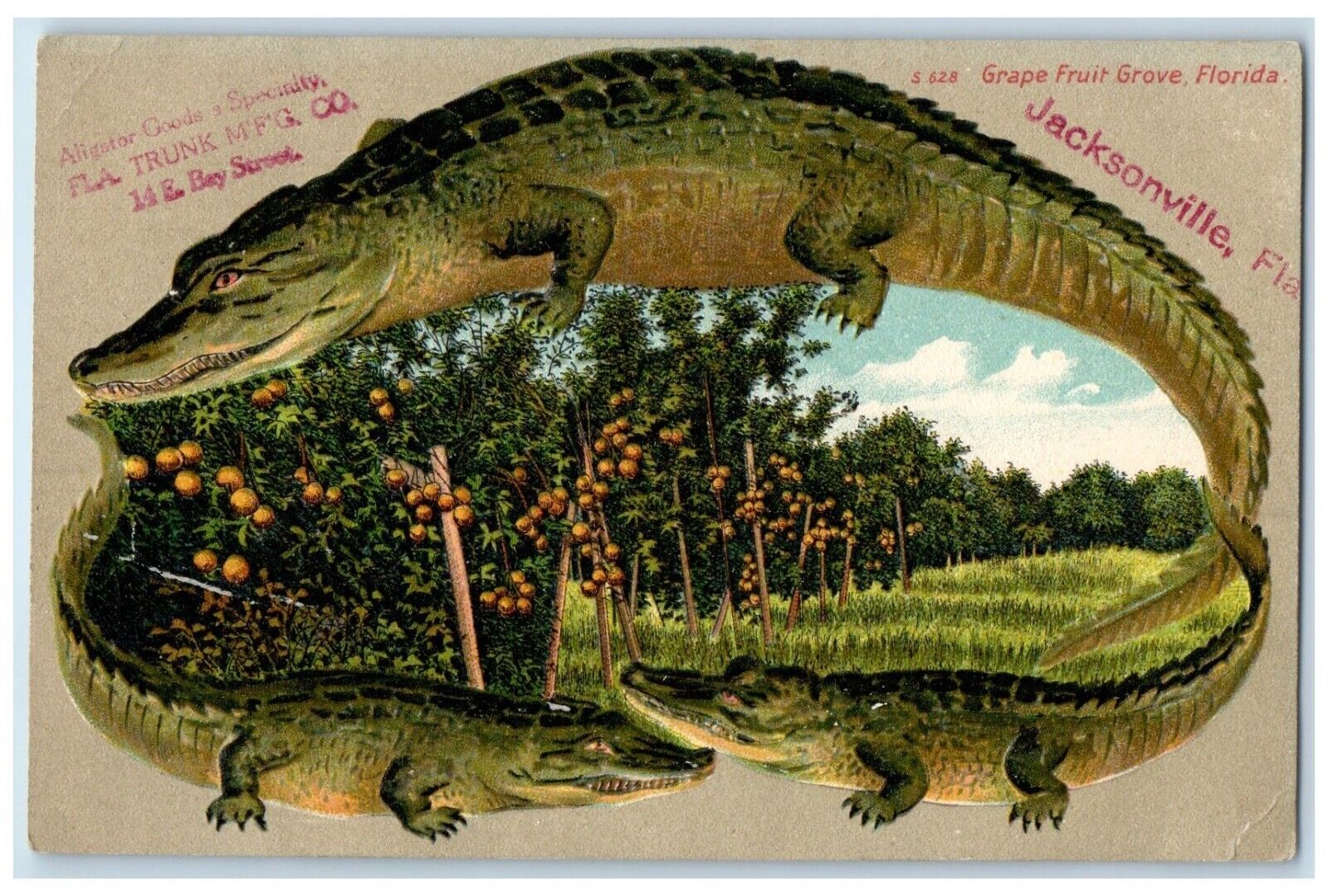 c1910's Grape Fruit Grove Jacksonville Florida FL Alligator Embossed Postcard