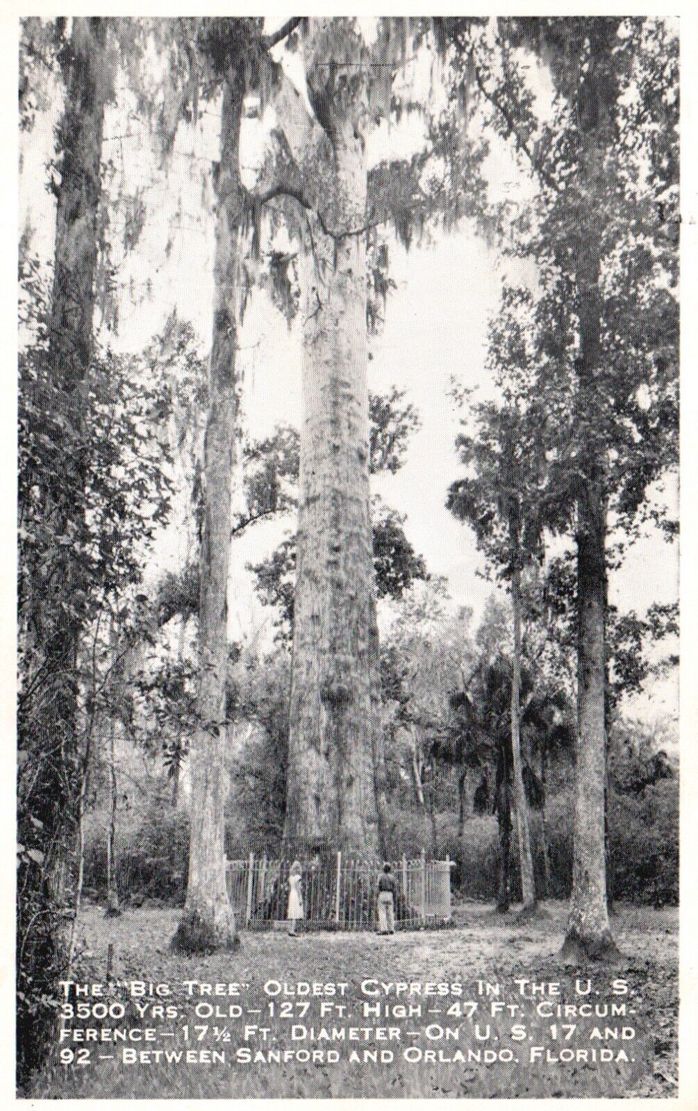 Postcard FL The Big Tree Oldest Cypress b/w Sandford & Orlando Vintage PC J3816