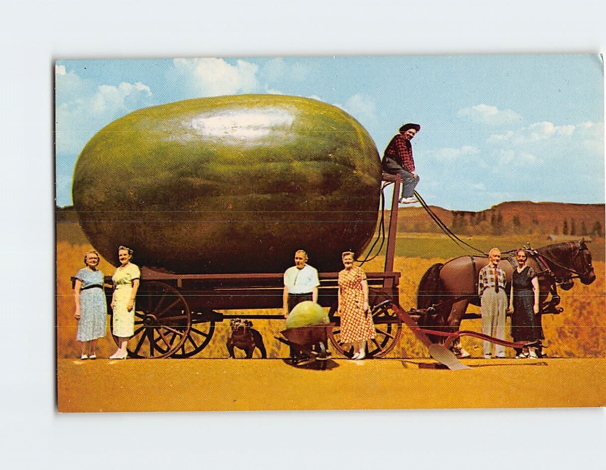 Postcard Giant California Grown Watermelon on a Wagon Photograph USA