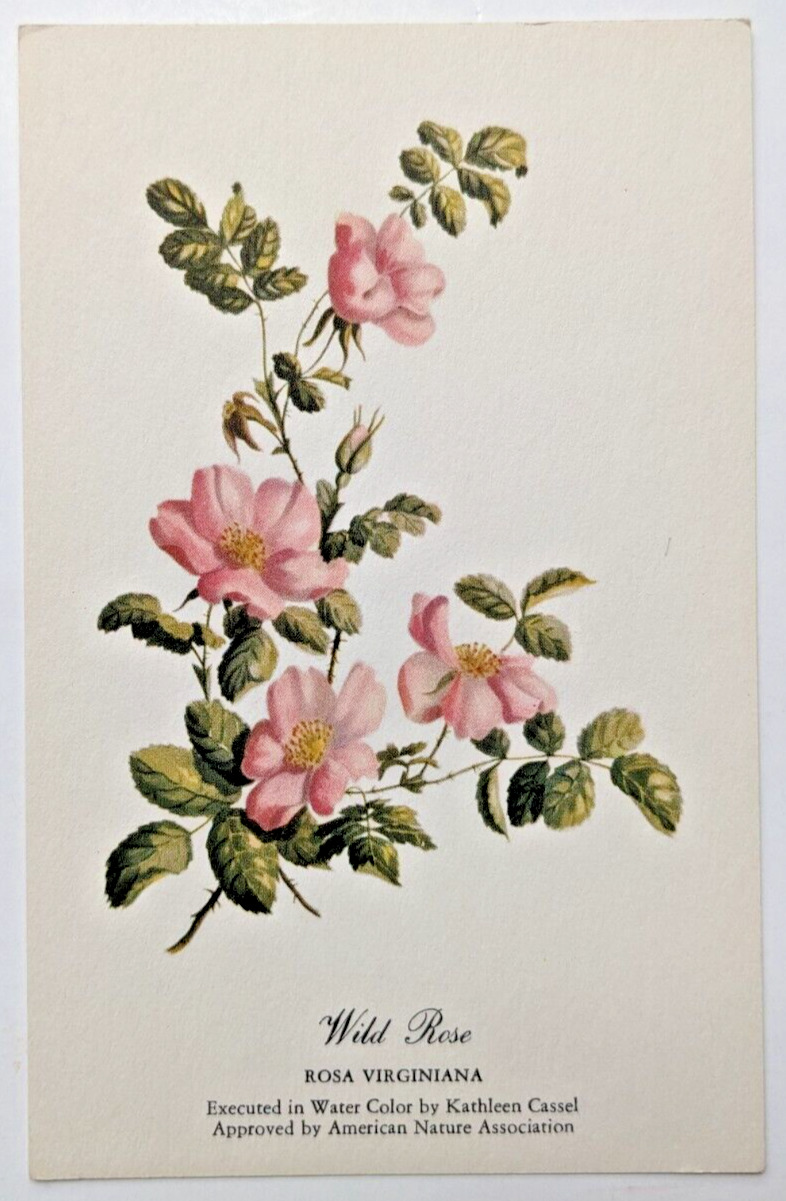 Wild Rose Botanical Water Color by KATHLEEN CASSEL Vintage Postcard c1940s