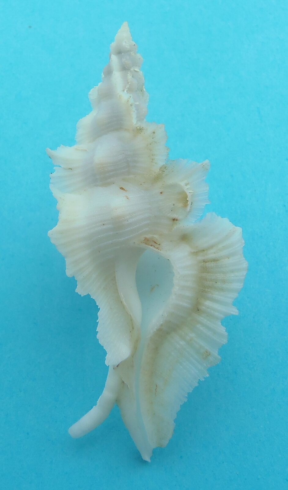 Seashell Pinnate Murex Pterynotus alatus