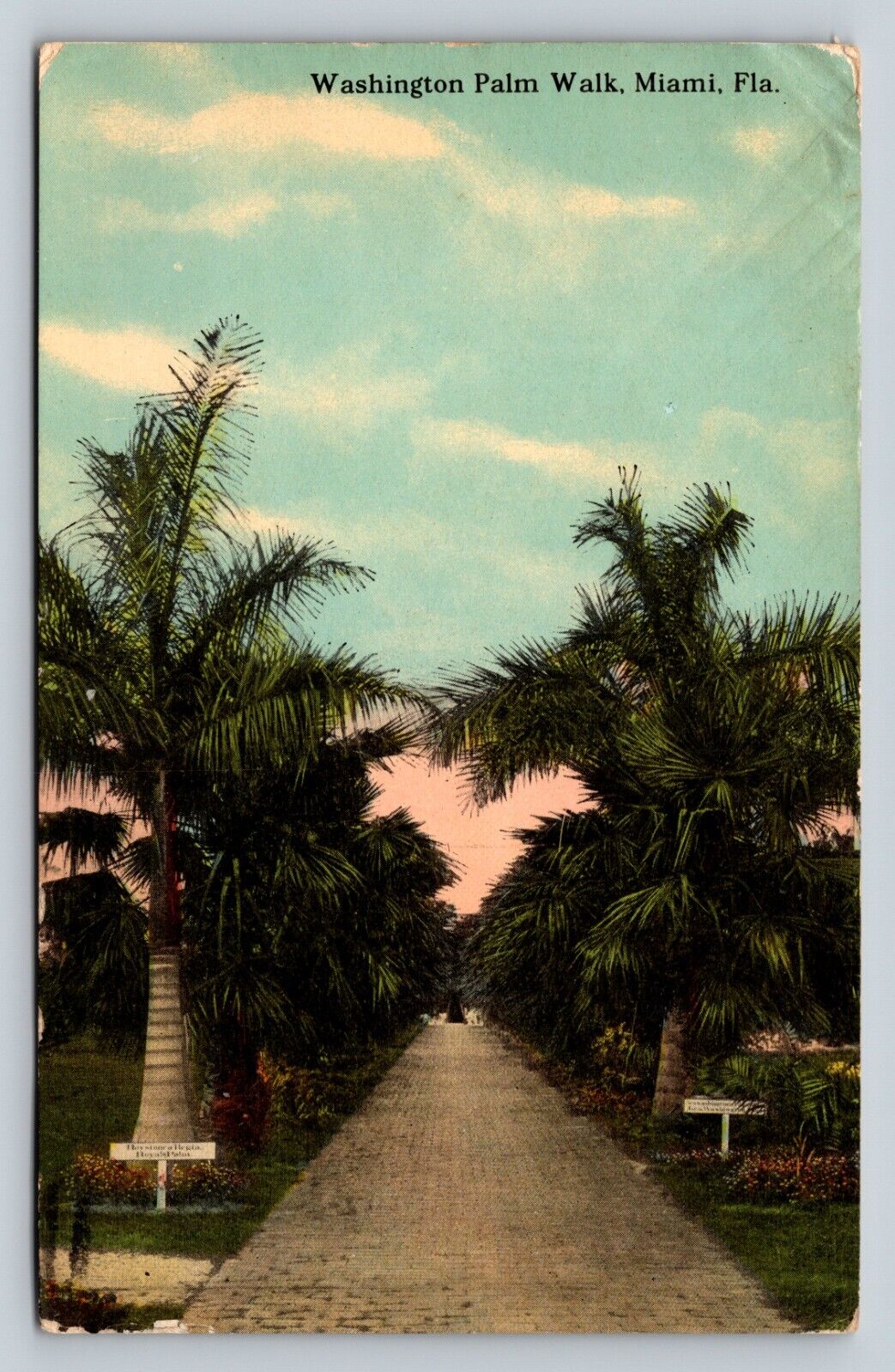 c1912 Beautiful Washington Palm Walk Miami Florida FL ANTIQUE Postcard 1c