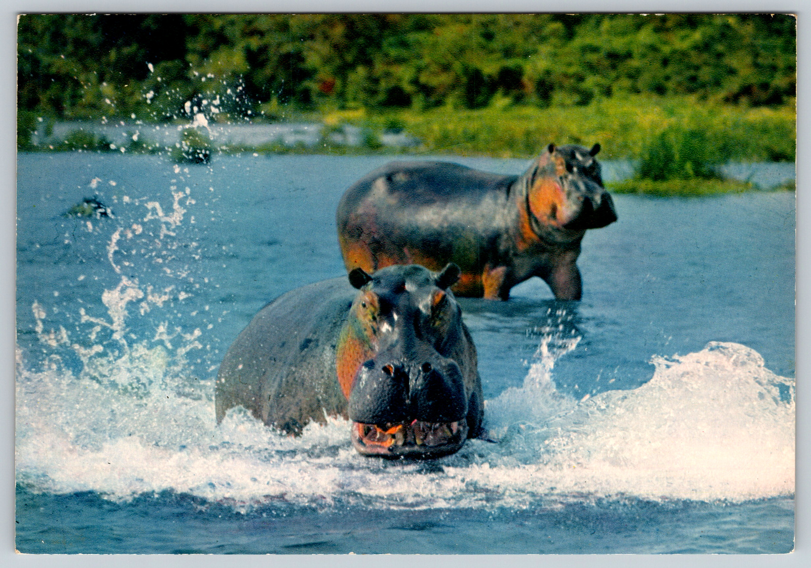c1970s African Fauna Hippopotamus Charging Water Vintage Postcard