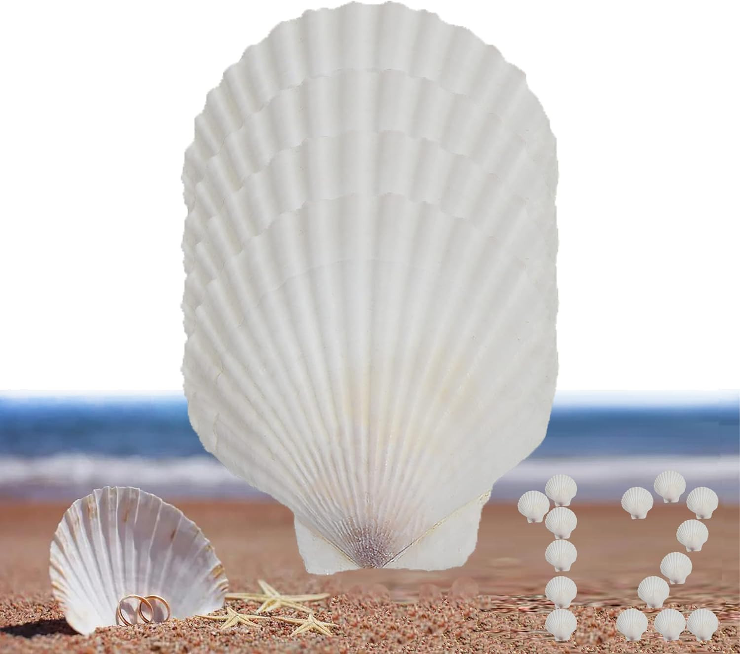 12 Pcs Sea Shells White Large Scallop Shells for Baking Cooking, Big Natural Cla