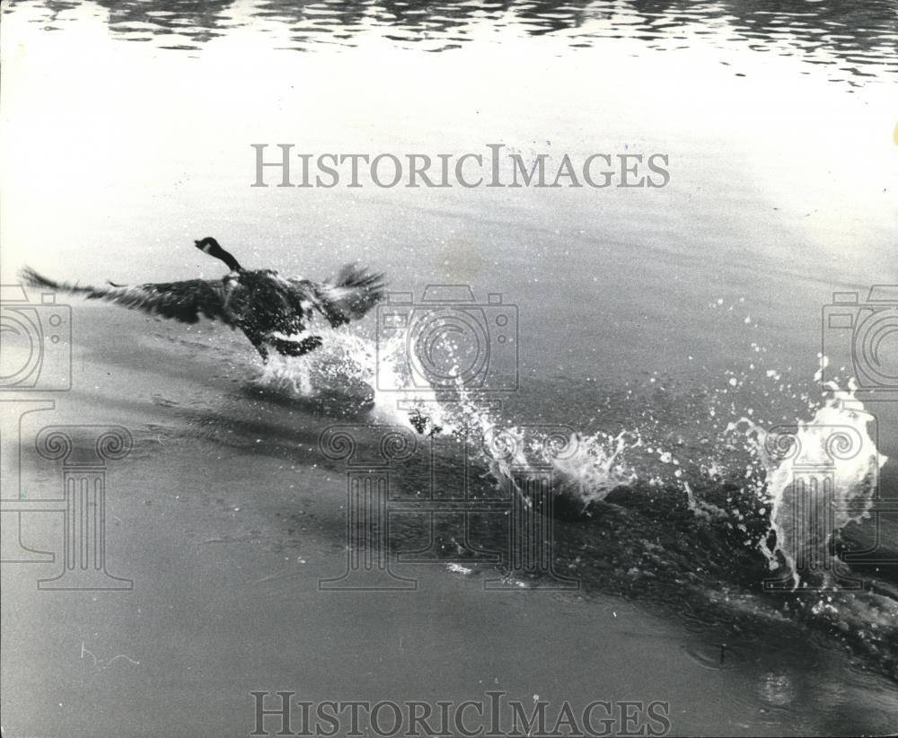 1964 Press Photo Canadian Goose - mjb22290