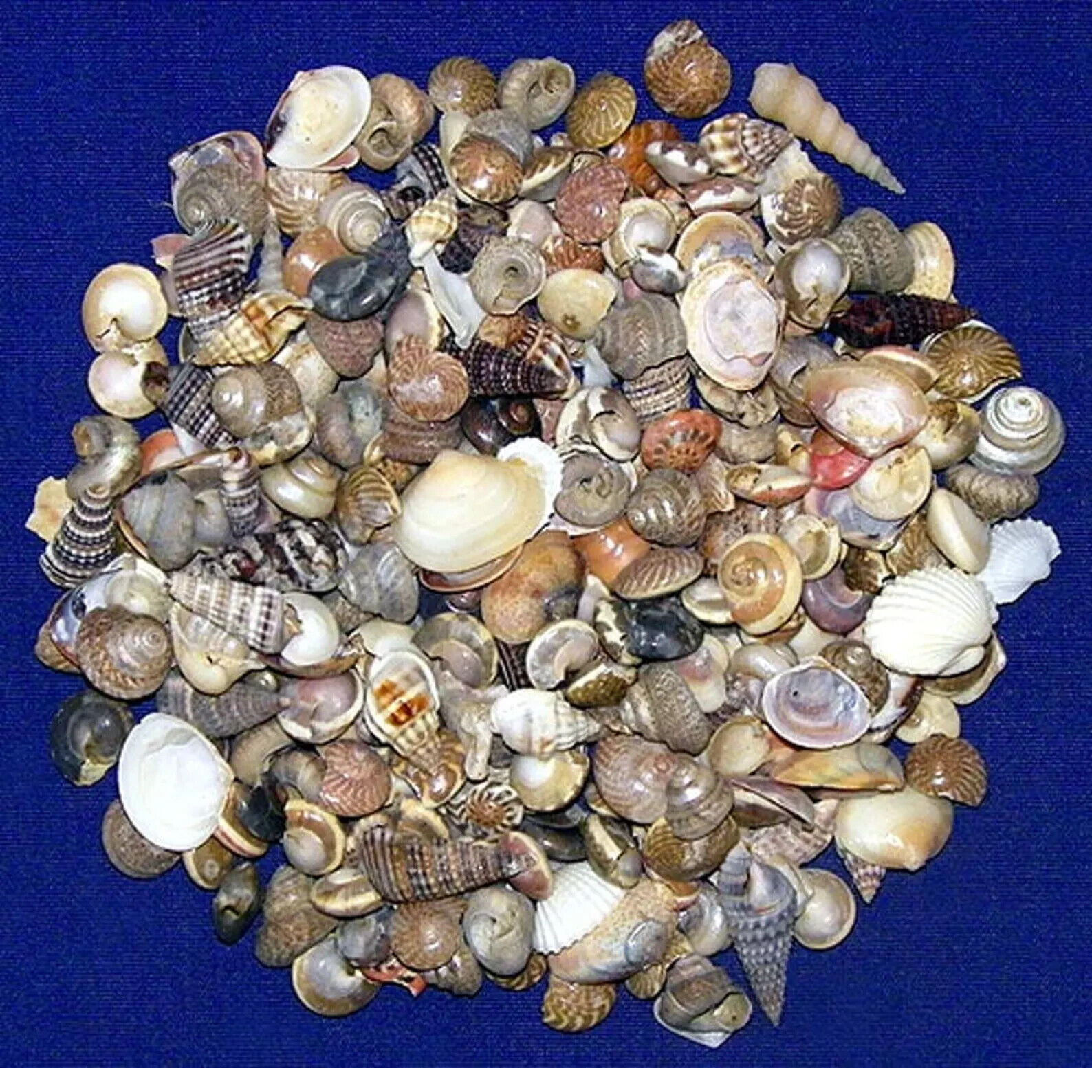 BULK Natural India Mix Craft Seashells ~ Approx. (1000 1/4\
