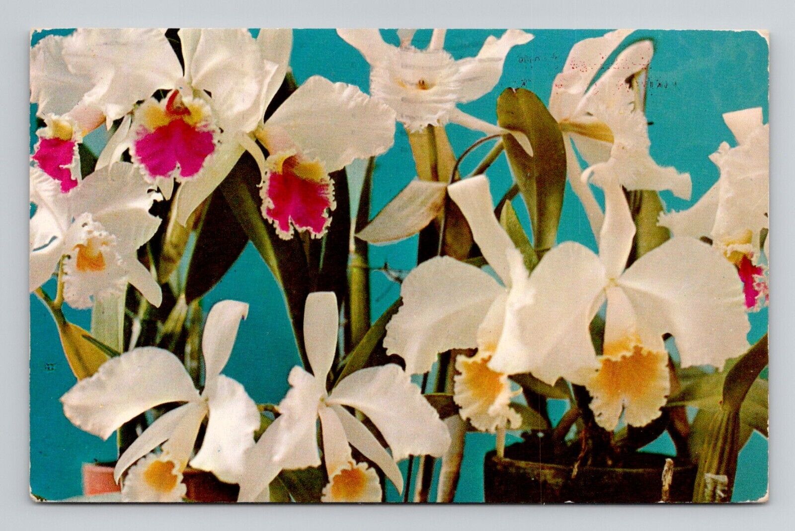 Postcard White Cattleya Orchid Flowers from Union City Indiana Vintage Chrome K7