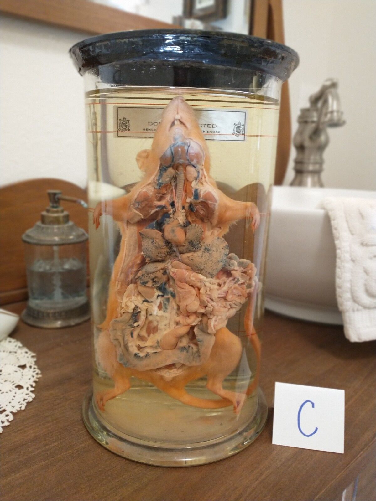 Antique Vintage Biological Wet Jar Specimen Dissected/Injected Rat; Good cond.