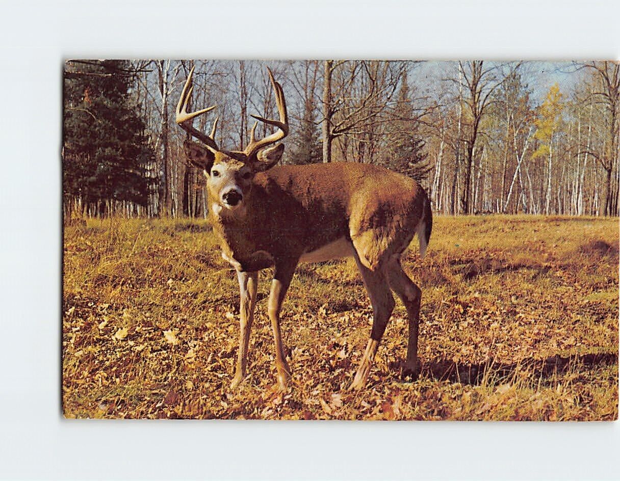 Postcard Deer in the Field