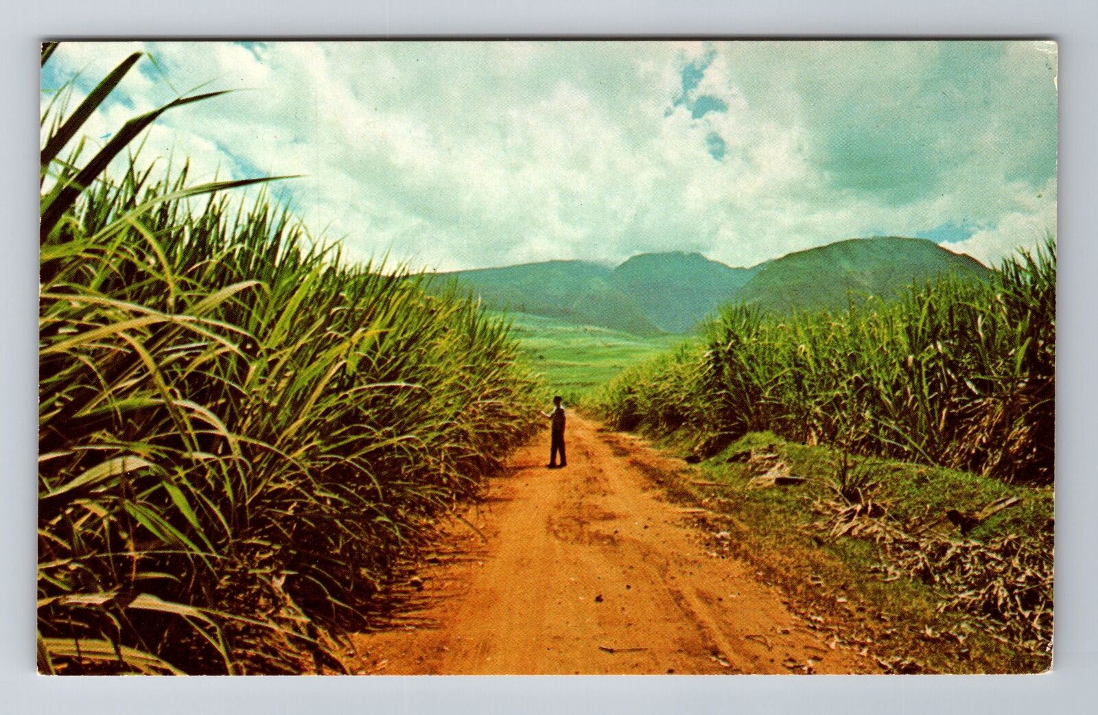 Maui HI-Hawaii, Sugar Cane Fields, Antique, Vintage Souvenir Postcard