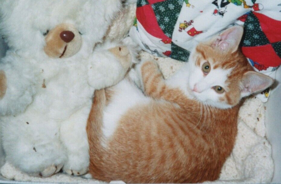 3K Photograph Cute Sweet Adorable Beloved Orange Kitty Cat Photogenic Teddy Bear