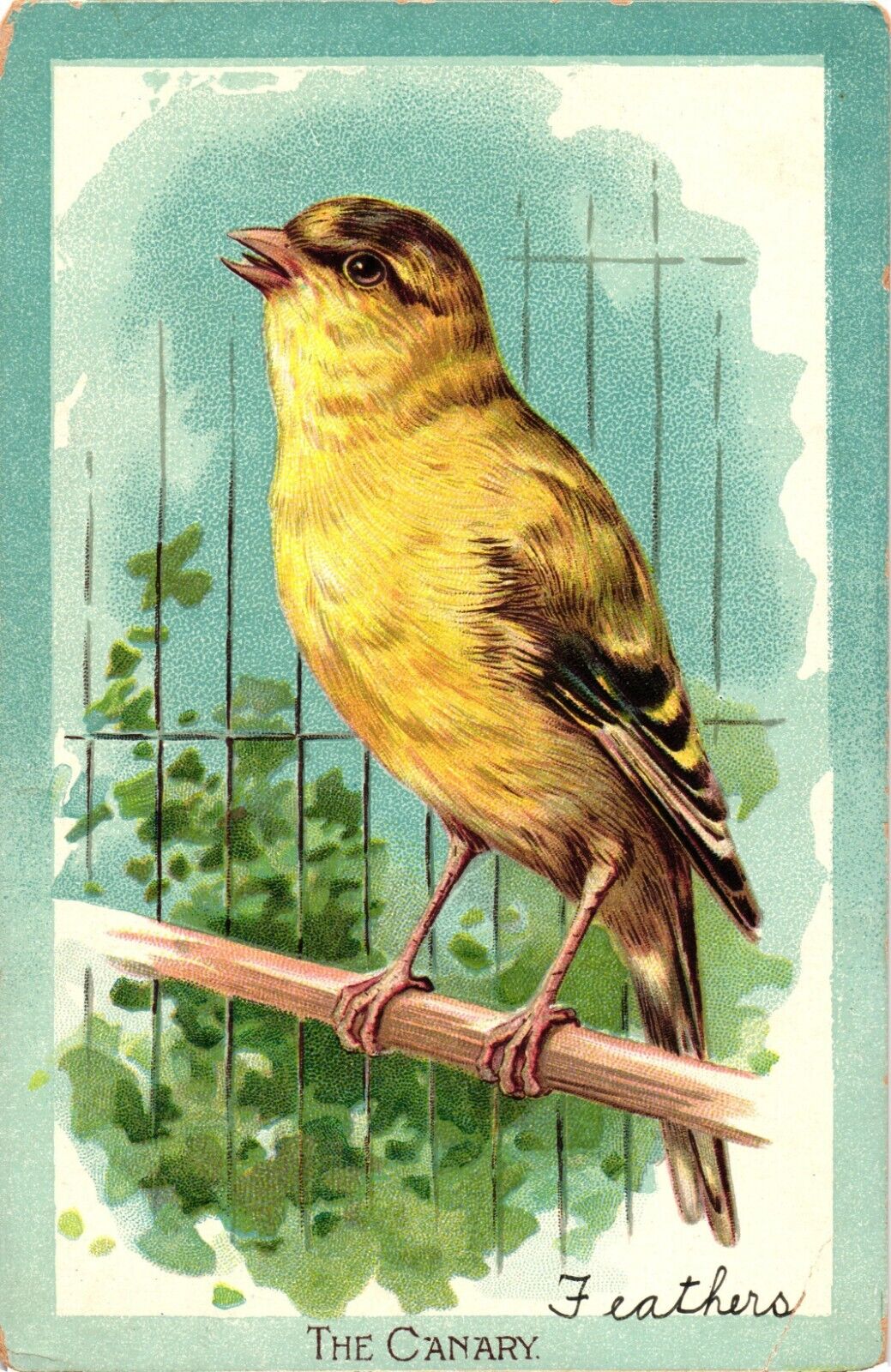 TUCK\'S THE CANARY Bird Art Educational Series c1910 Postcard
