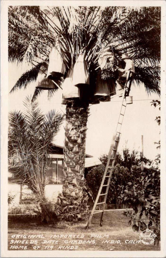 Imported Palm, Shields Date Gardens, INDIO, California, Real Photo Postcard