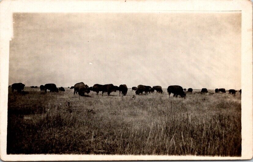Vintage RPPC Postcard Herd of American Bison Buffalo Graze on the Plains   12329