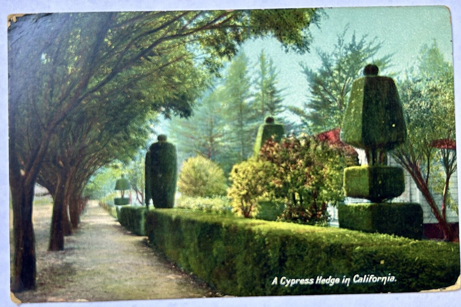 Cypress Hedge. California. CA. 1912 Vintage Postcard