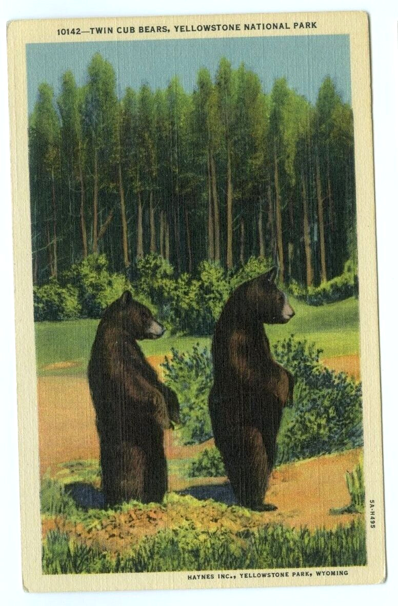 Twin Cub Bears Yellowstone National Park Wyoming Linen Postcard