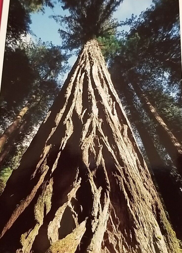 California Redwoods coast redwood (Sequoia sempervirens)  4.75x6.5 Inches 