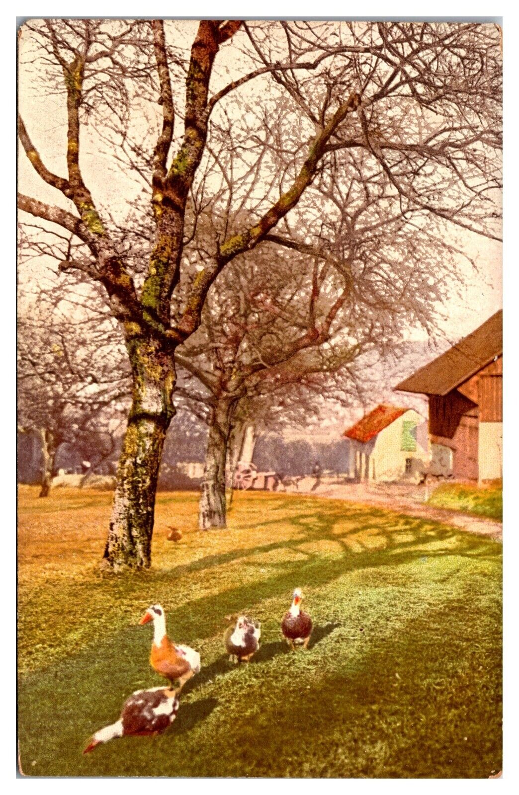 Antique Farm Scene, Ducks, Geese, Germany? Postcard