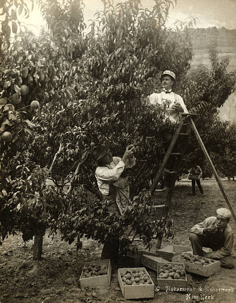 Men Picking Luscious Peaches On The Yankee Fruit Ranch, Palisade, - Old Photo