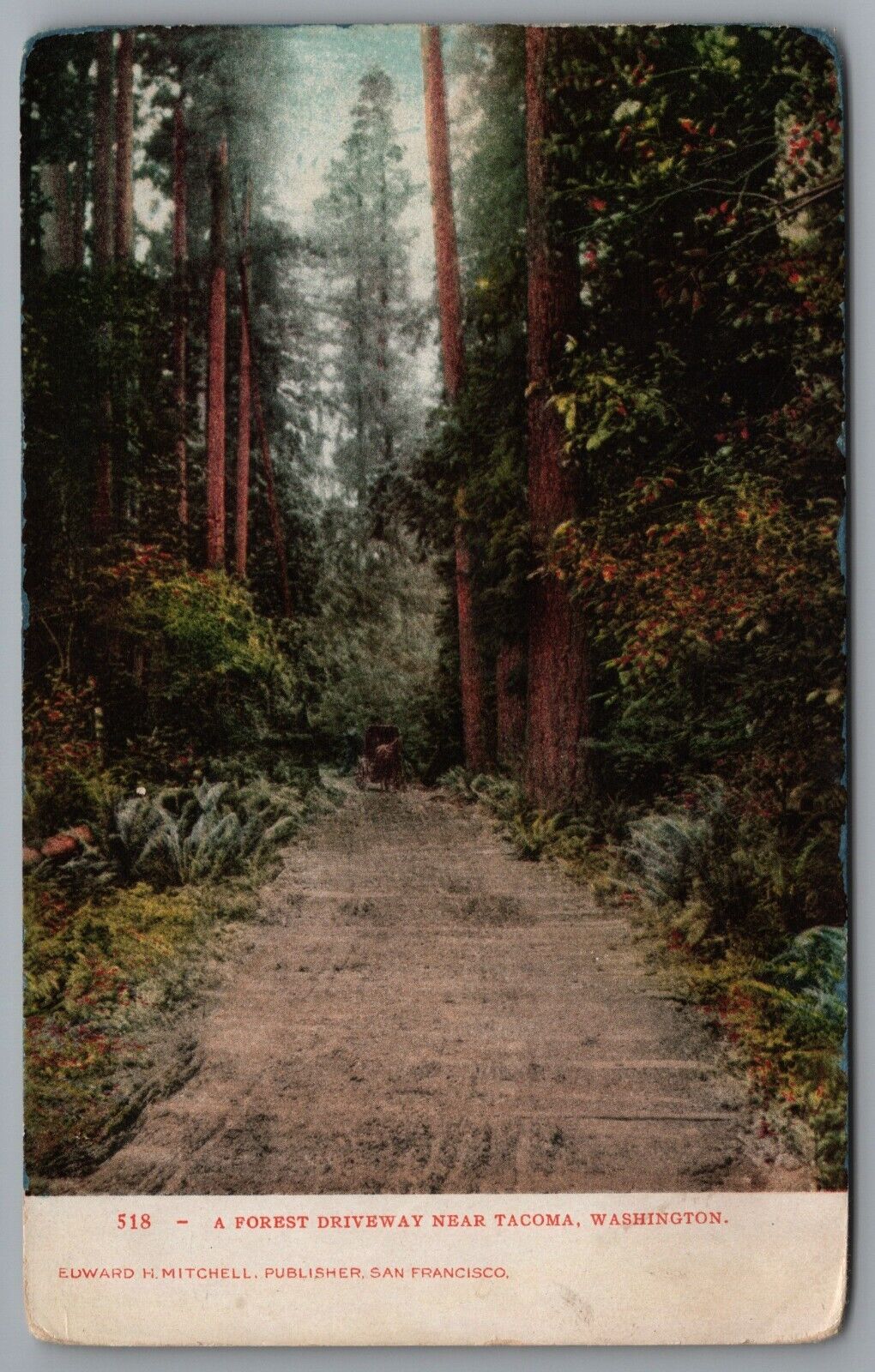 Tacoma WA Forest Driveway Near Tacoma c1906 UDB Postcard