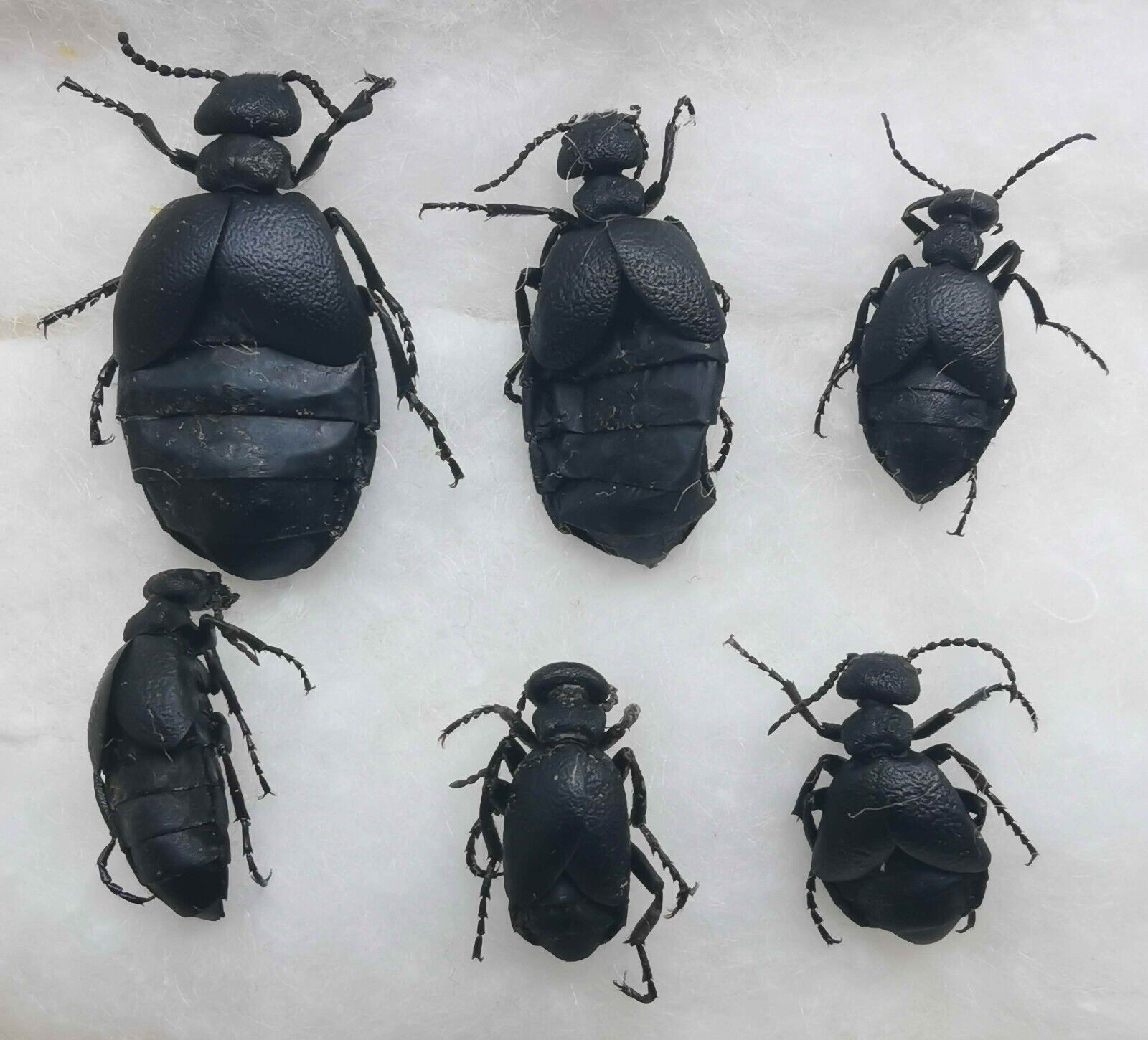 Meloe glazunovi Meloidae 6 pcs A 1 14-22 mm blister beetles from S Ukraine