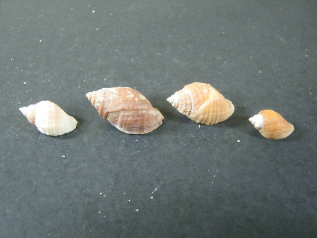 Lot of 4 Thais Nucella Lapillus (Sea Snail) Shell From UNknown 1972