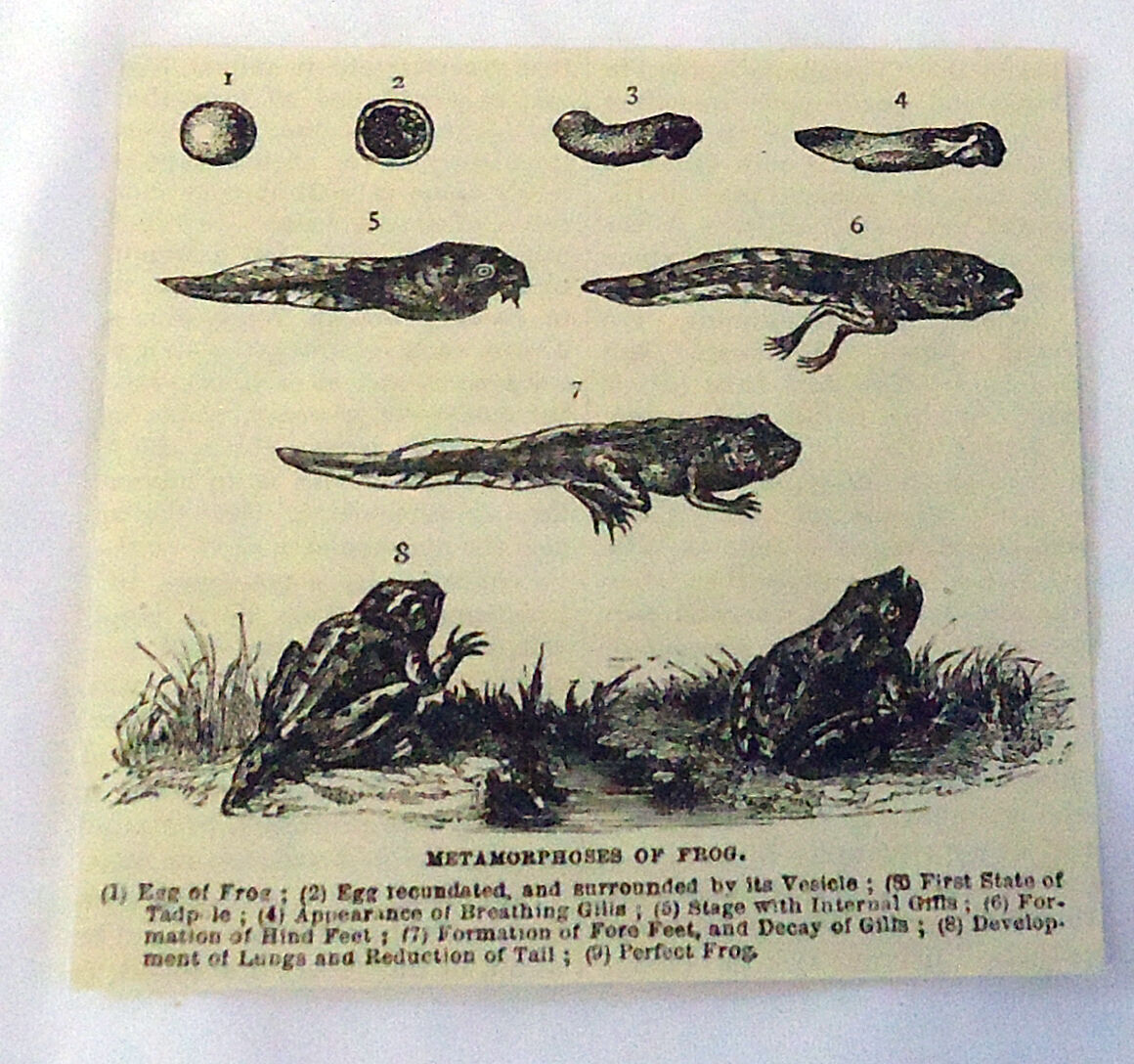 small 1882 magazine engraving ~ METAMORPHOSES OF FROG