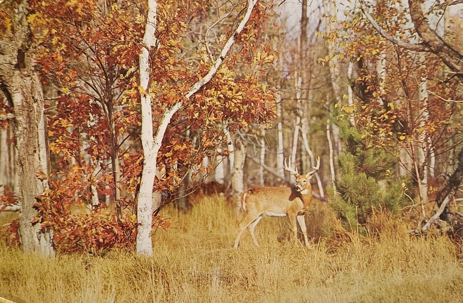 Michigan, MI - Vintage Postcard - Stately Buck Deer - Unposted, Chrome
