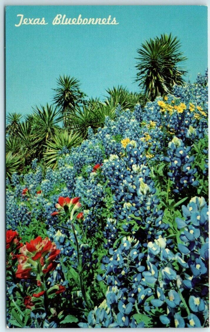 Postcard - Texas Bluebonnets