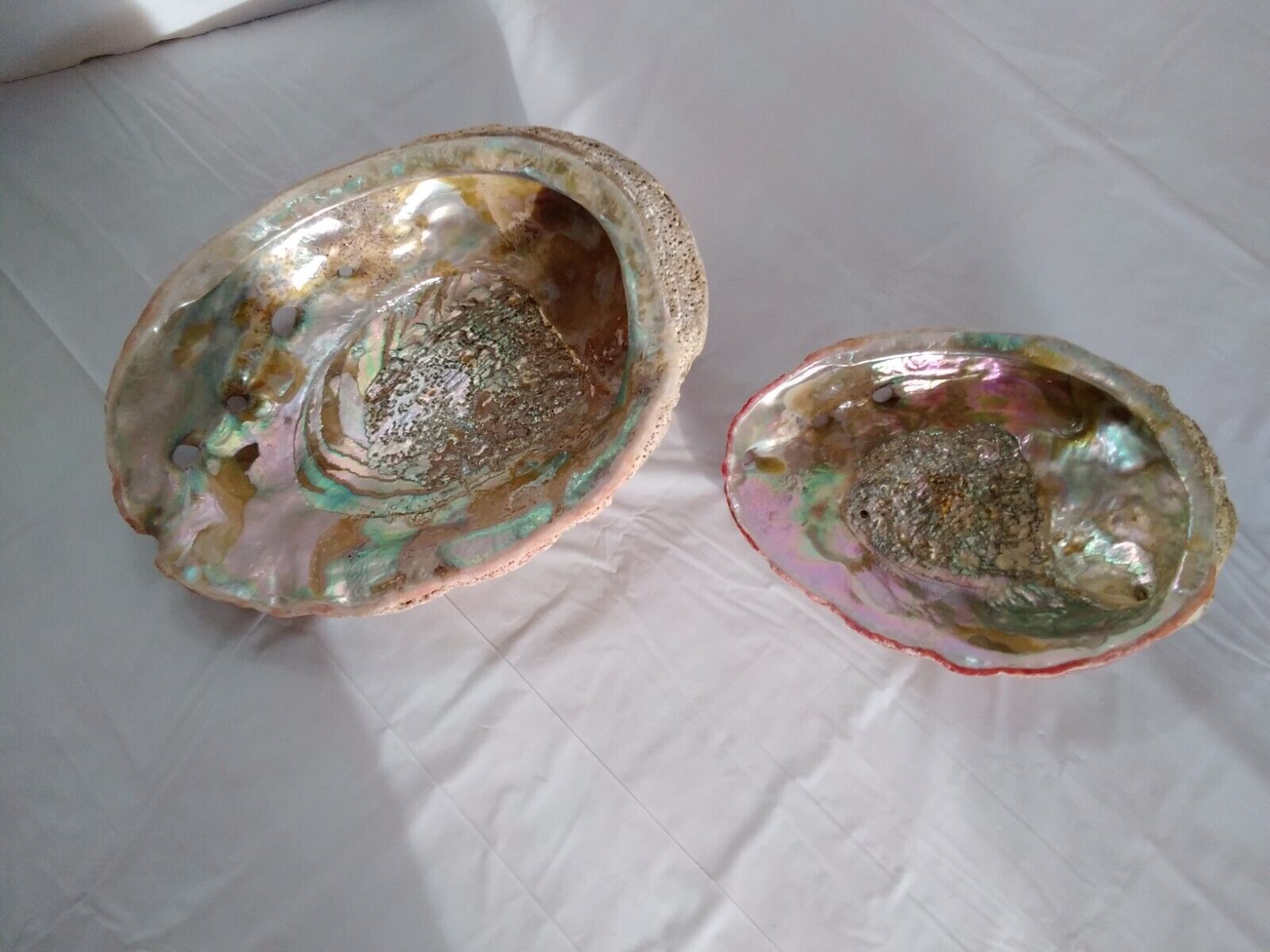 2 Abalone Shells Decor Healing Smudge Bowl Large Approximately 6in & 8in